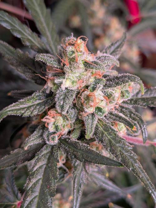 Silly sativas in a sweltering structure. Week 10