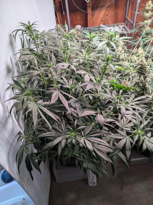 Attempting a staggered grow. Week 7