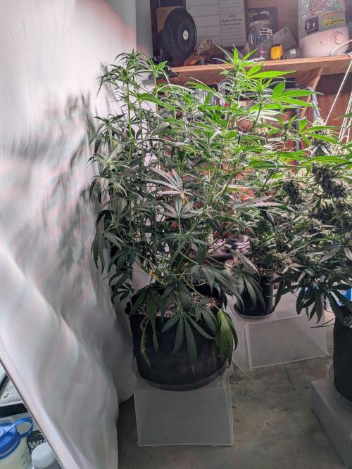 Attempting a staggered grow. Week 7