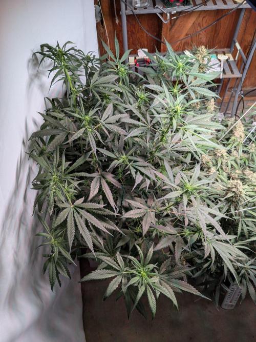 Attempting a staggered grow. Week 7