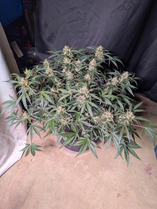 Silly sativas in a sweltering structure. Week 11