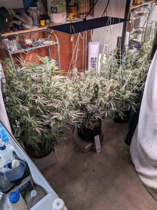 Silly sativas in a sweltering structure. Week 11