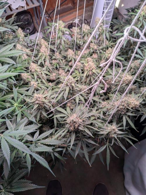 Silly sativas in a sweltering structure. Week 11