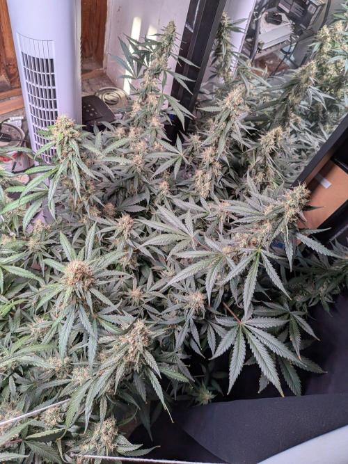 Silly sativas in a sweltering structure. Week 11