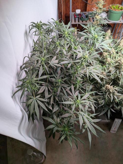 Attempting a staggered grow. Week 7