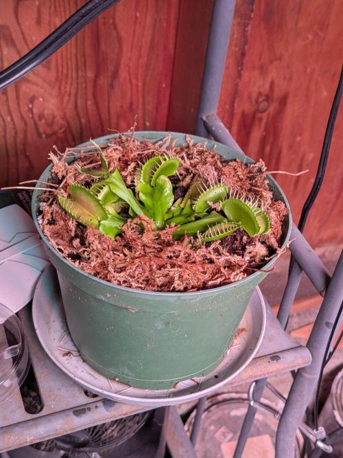 Silly sativas in a sweltering structure. Week 11