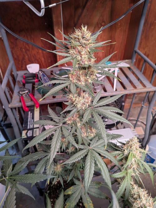 Encouraging plants to get freaky 💋💦🌱. Week 9