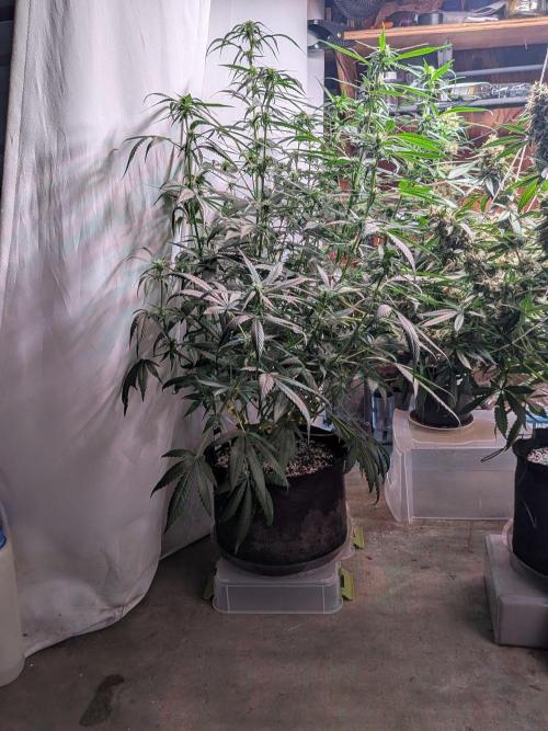 Attempting a staggered grow. Week 8