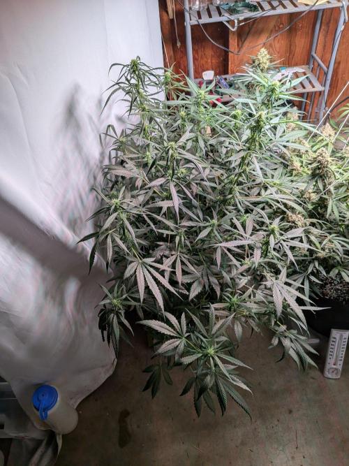 Attempting a staggered grow. Week 8