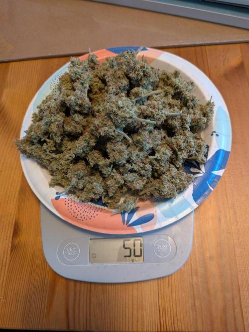 Silly sativas in a sweltering structure. Week 11
