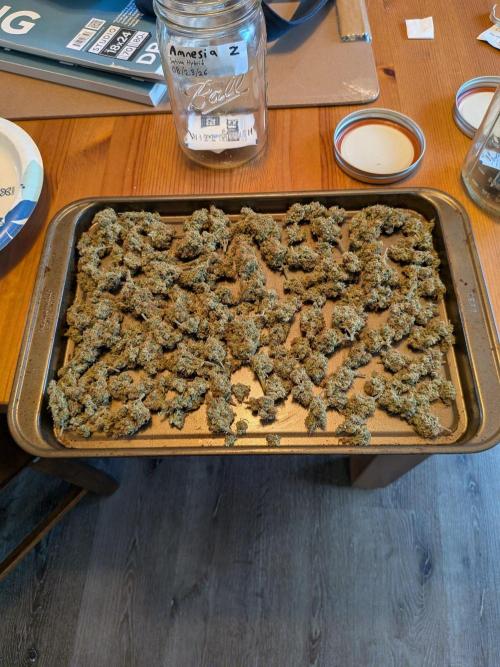 Silly sativas in a sweltering structure. Week 11