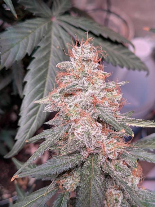 Silly sativas in a sweltering structure. Week 12