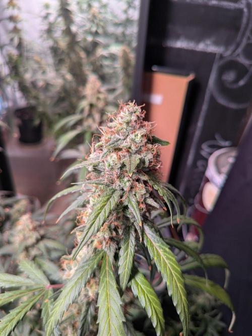 Silly sativas in a sweltering structure. Week 12