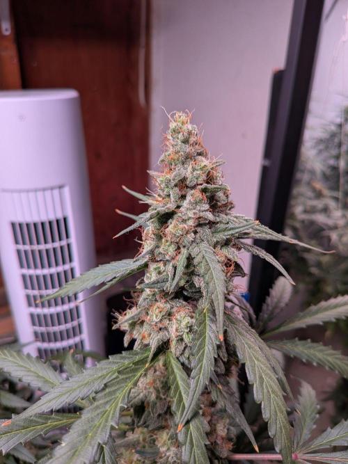 Silly sativas in a sweltering structure. Week 12