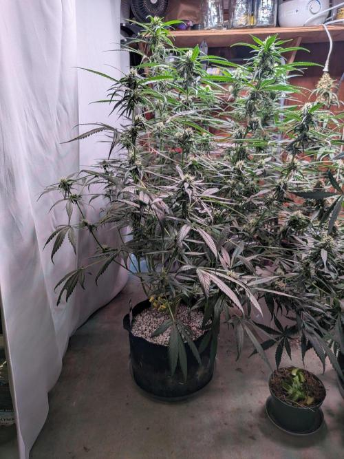 Attempting a staggered grow. Week 9
