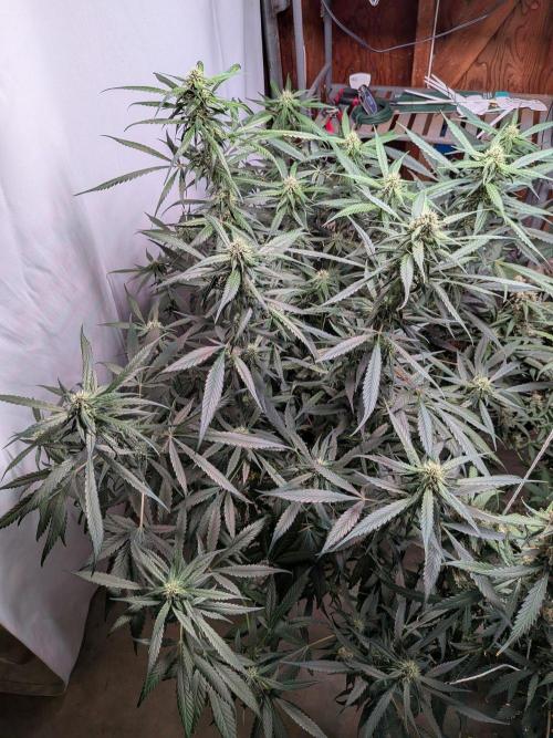 Attempting a staggered grow. Week 9