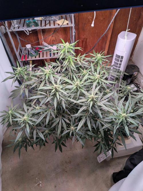 Attempting a staggered grow. Week 9