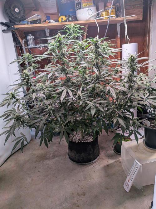 Attempting a staggered grow. Week 9