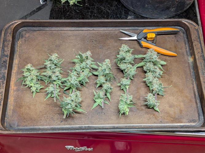 Silly sativas in a sweltering structure. Week 13