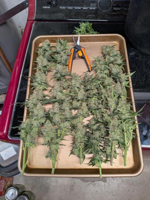 Silly sativas in a sweltering structure. Week 13