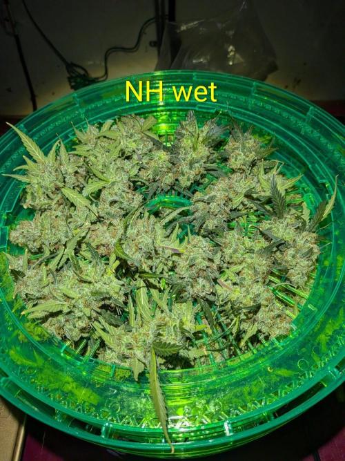 Silly sativas in a sweltering structure. Week 13