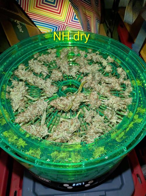 Silly sativas in a sweltering structure. Week 13