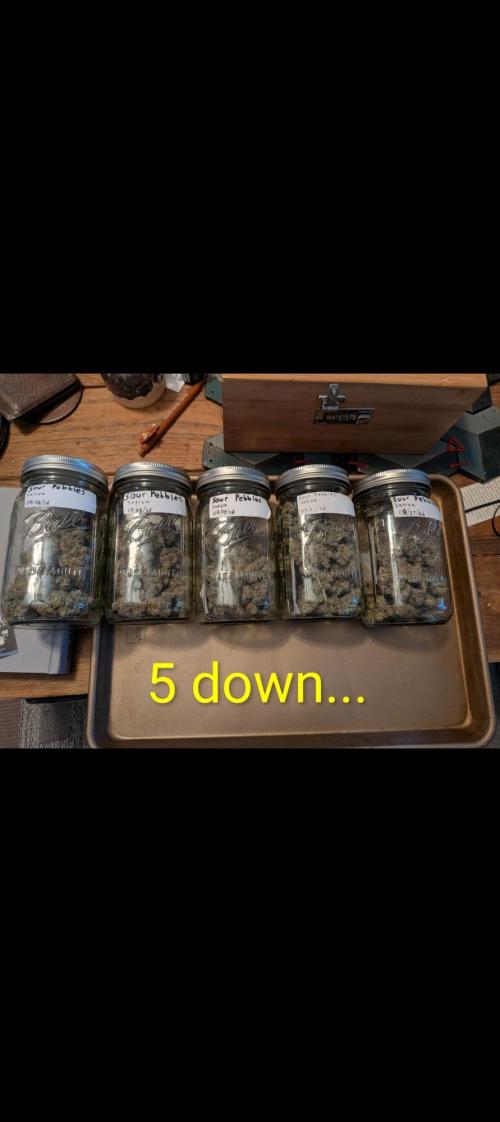 Silly sativas in a sweltering structure. Week 13