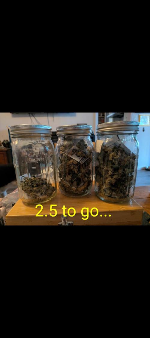 Silly sativas in a sweltering structure. Week 13