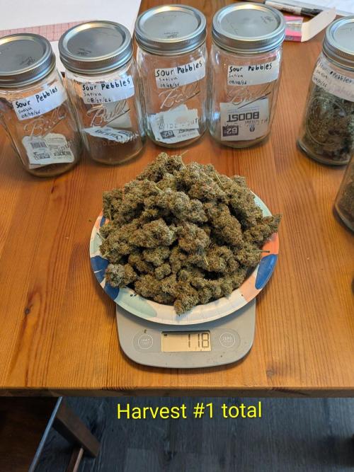 Silly sativas in a sweltering structure. Week 14