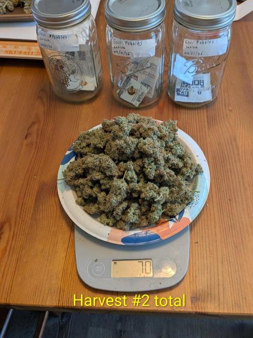 Silly sativas in a sweltering structure. Week 14