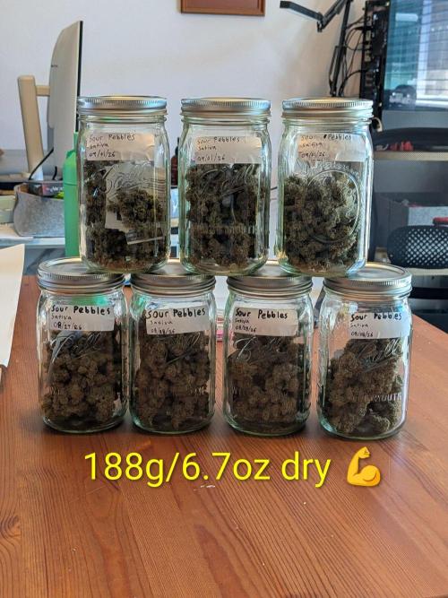 Silly sativas in a sweltering structure. Week 14