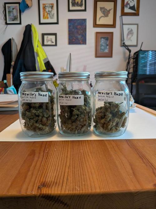 Silly sativas in a sweltering structure. Week 15