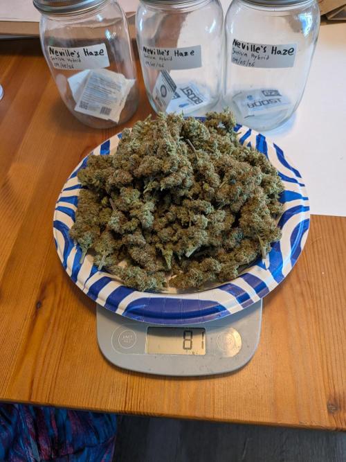 Silly sativas in a sweltering structure. Week 15