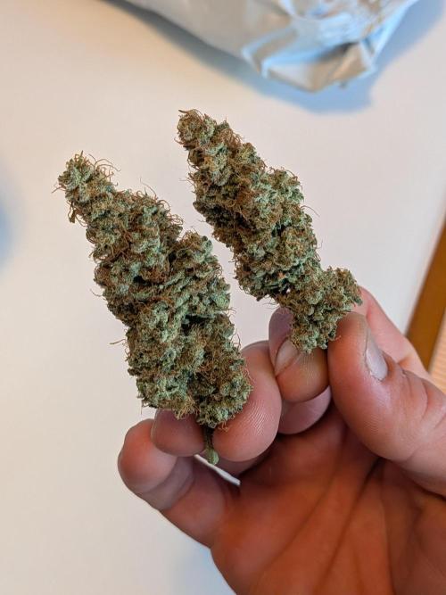 Silly sativas in a sweltering structure. Week 15 - 2 of her many, dense, and beautiful nugs