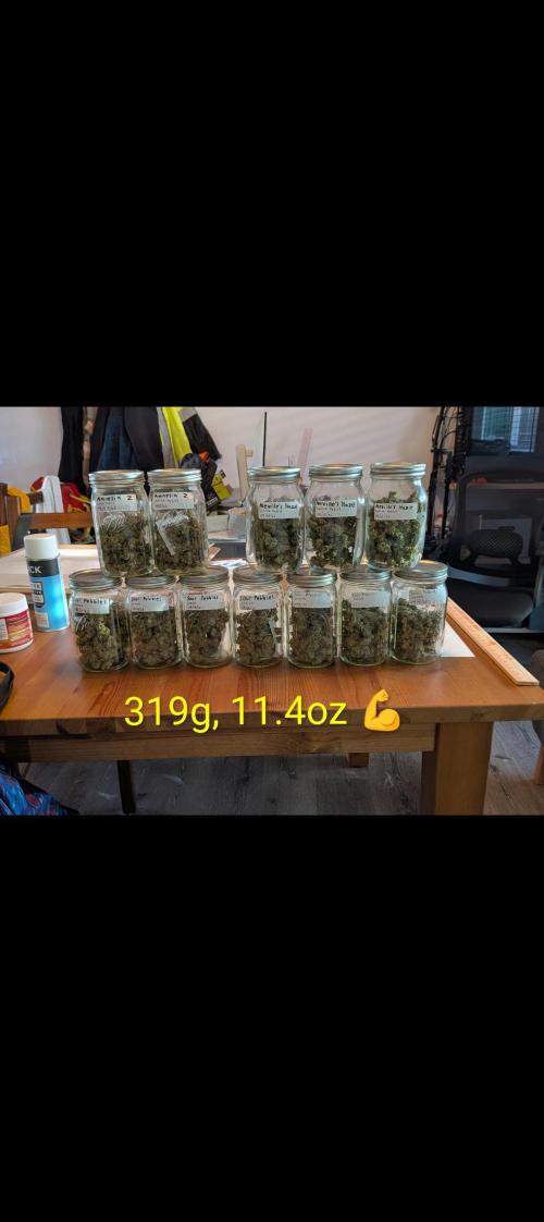 Silly sativas in a sweltering structure. Week 15 - Total dry weight for all plants