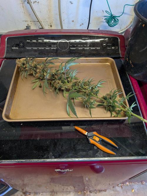 Encouraging plants to get freaky 💋💦🌱. Week 12