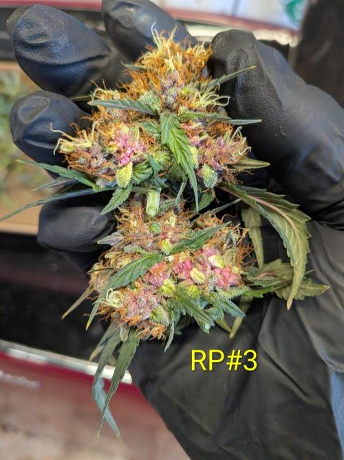 Encouraging plants to get freaky 💋💦🌱. Week 12