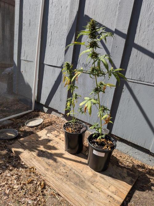 Encouraging plants to get freaky 💋💦🌱. Week 12