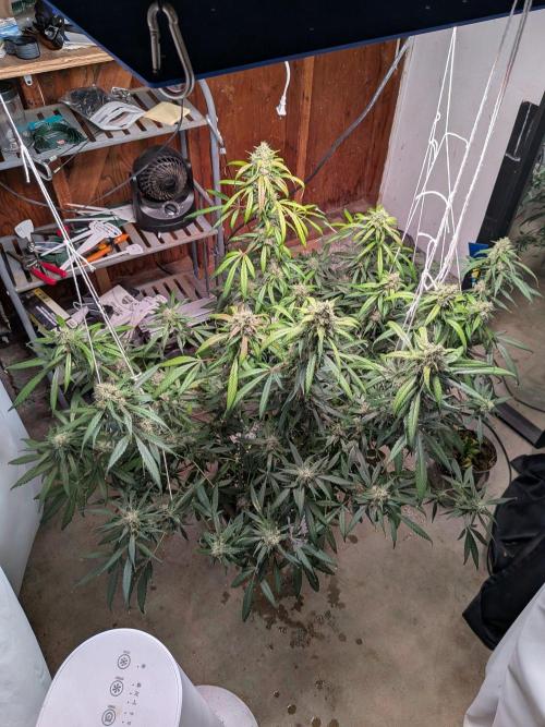 Attempting a staggered grow. Week 11