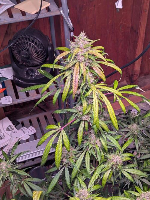 Attempting a staggered grow. Week 11