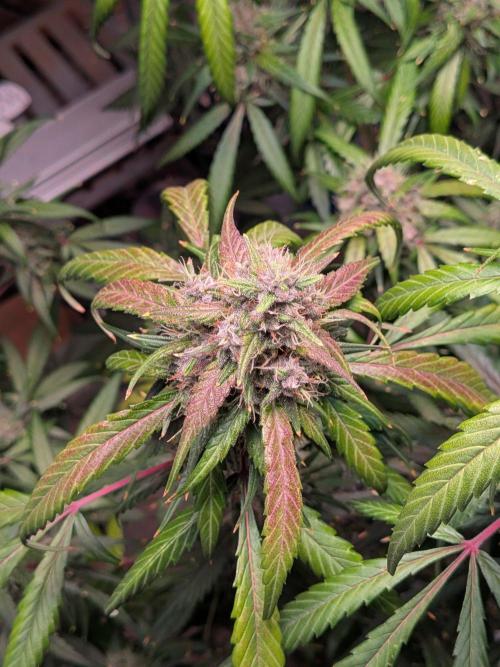 Attempting a staggered grow. Week 11