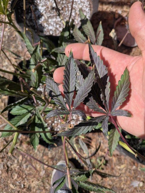 Silly sativas in a sweltering structure. Week 14