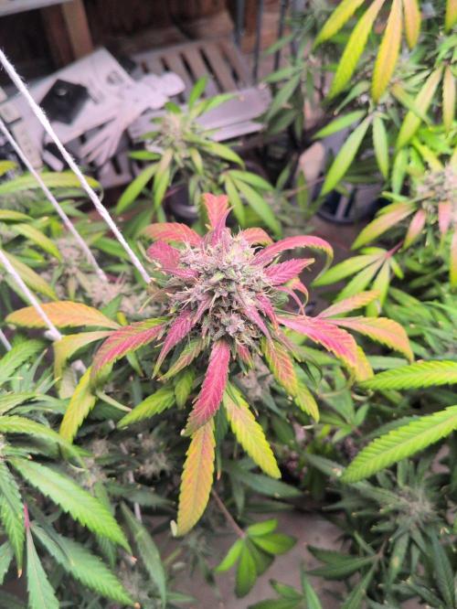 Attempting a staggered grow. Week 11
