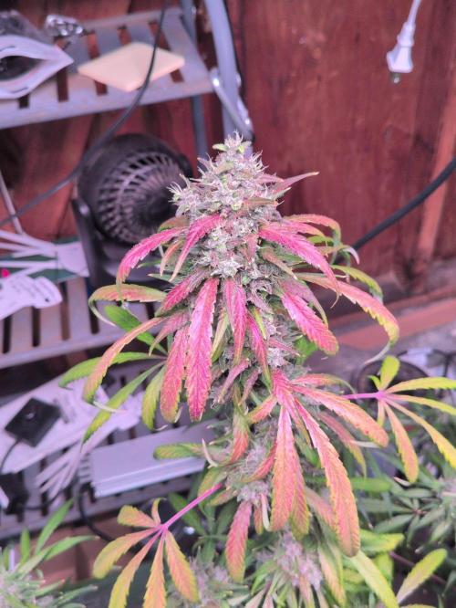 Attempting a staggered grow. Week 11