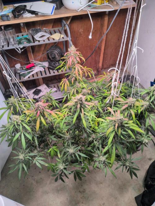 Attempting a staggered grow. Week 11