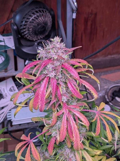 Attempting a staggered grow. Week 12