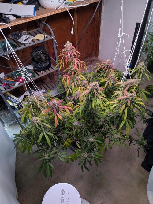 Attempting a staggered grow. Week 12