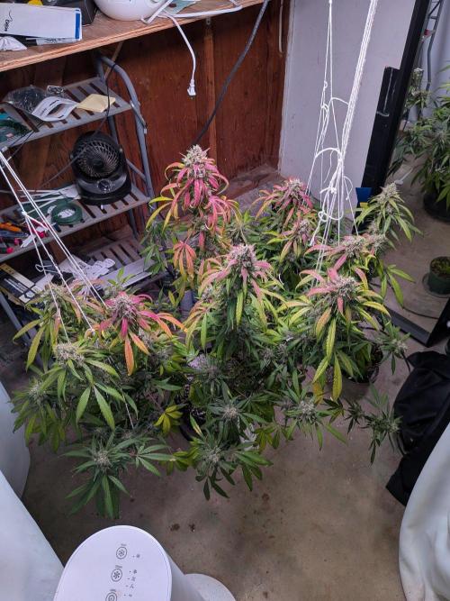 Attempting a staggered grow. Week 12