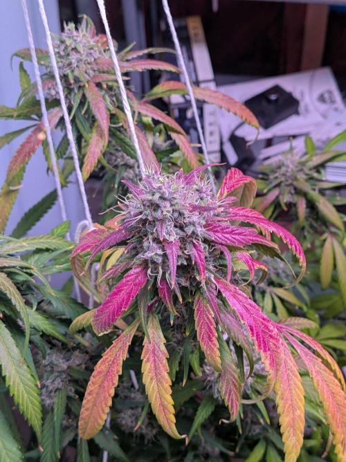 Attempting a staggered grow. Week 12