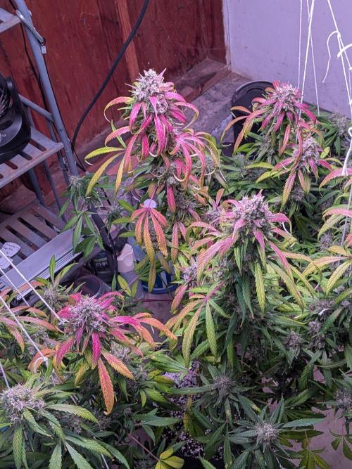 Attempting a staggered grow. Week 12